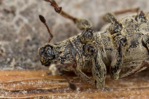 Réf. 248 103 : Sitona obsoletus